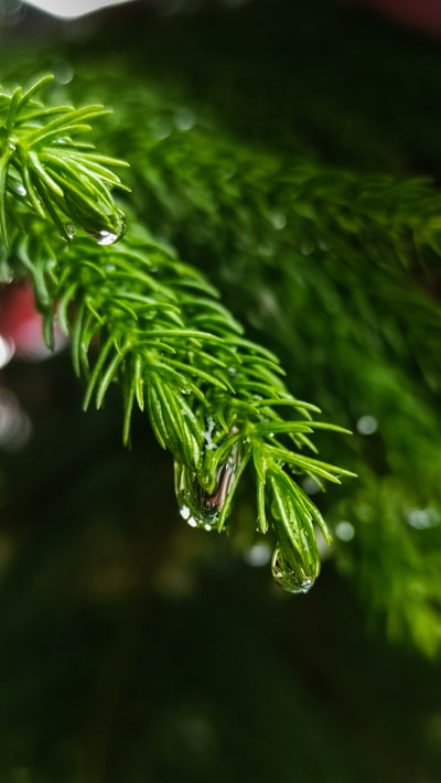 水滴在绿色植物
